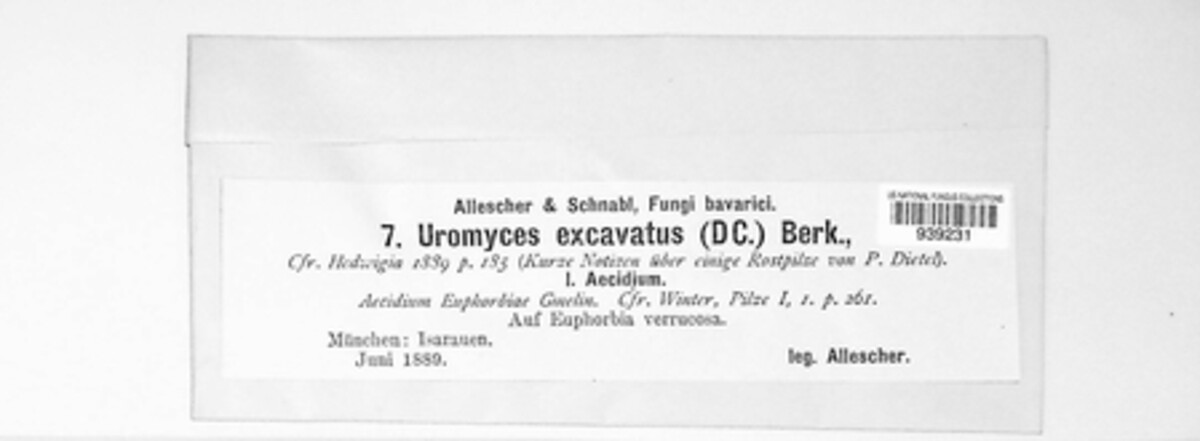 Uromyces tuberculatus image